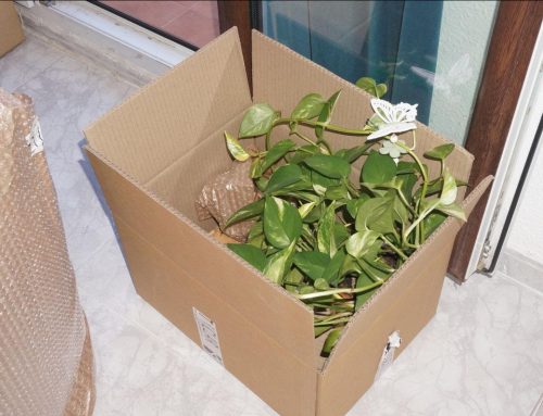 BERLIN. Fermín Jiménez Landa “The Visits”  24 october – 5 december 2020. The Institute for Endotic Research (TIER)