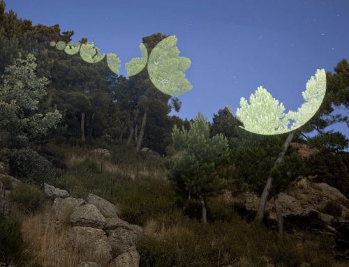 MIAMI. Javier Riera “A Growing Transparency “ 20 de noviembre 2020. Deering State.