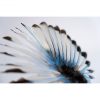 Kingfisher flower - Imagen 3