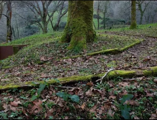 CHICAGO.- Espe Pons “Espejos del olvido” Del 21 de enero al 20 de marzo 2026. Instituto Cervantes