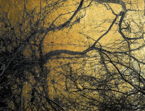 JOHANNESBURGO.- Paula Anta y Cassian Robbertze “Mirrored Futures” Del 2 al 30 de septiembre 2026. Artyli Gallery